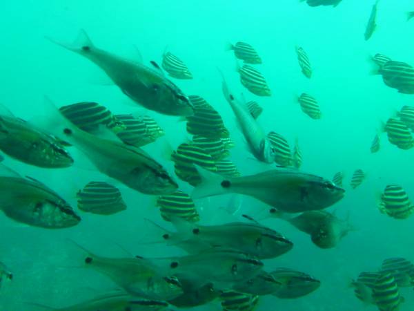 かつうら海中公園　海中展望塔