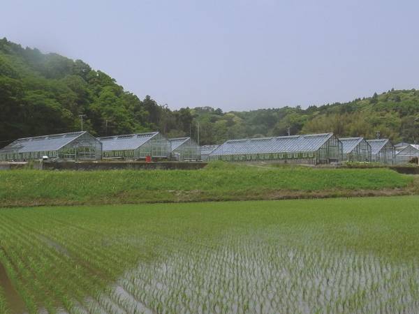 安田農園のメロン狩り