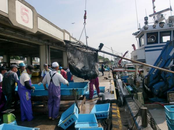 カネシチ水産 魚屋食堂