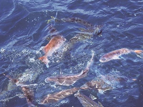 鯛の浦遊覧船 特別天然記念物タイの生息地 ぶらっとboso