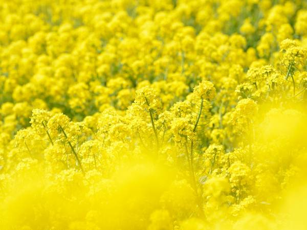 鴨川観光プラットフォーム