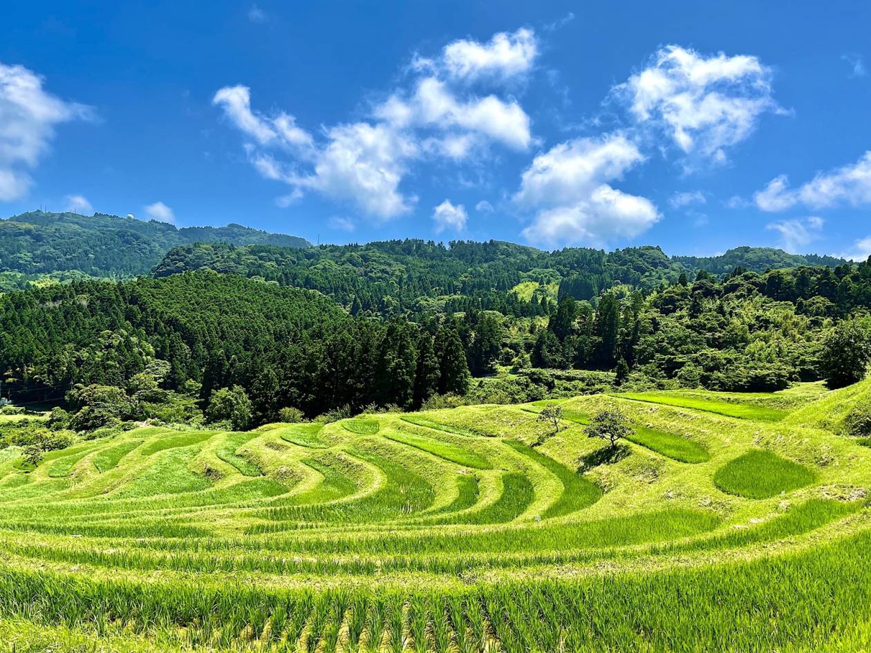 大山千枚田（棚田倶楽部）