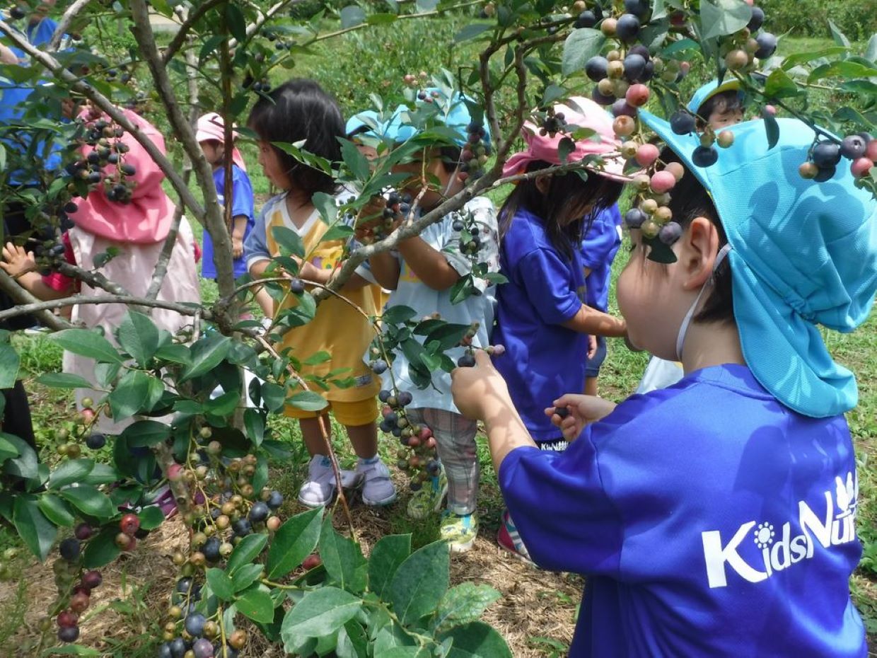 ブルーベリーつみとり園 のらりくらり
