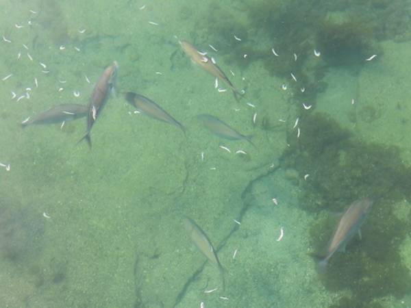 太海フラワー磯釣りセンター