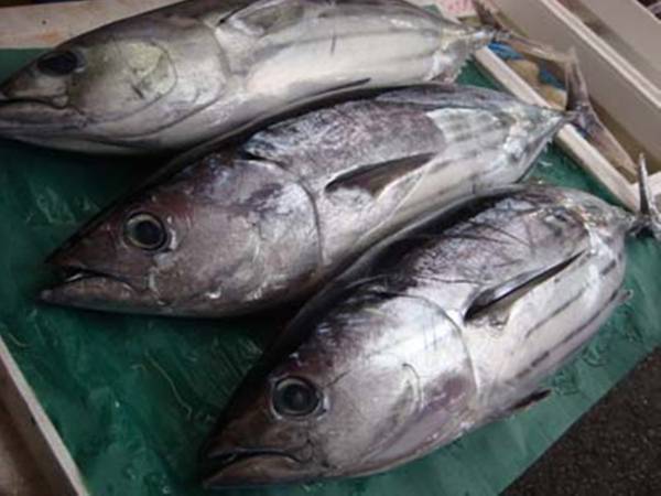 極味のひもの 魚水