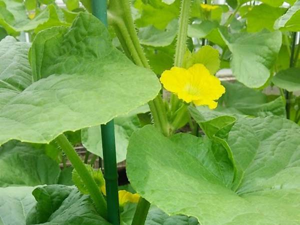 安田農園のメロン狩り