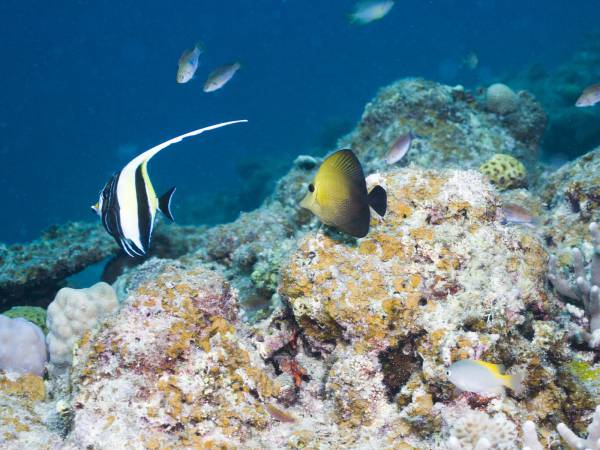 かつうら海中公園　海中展望塔