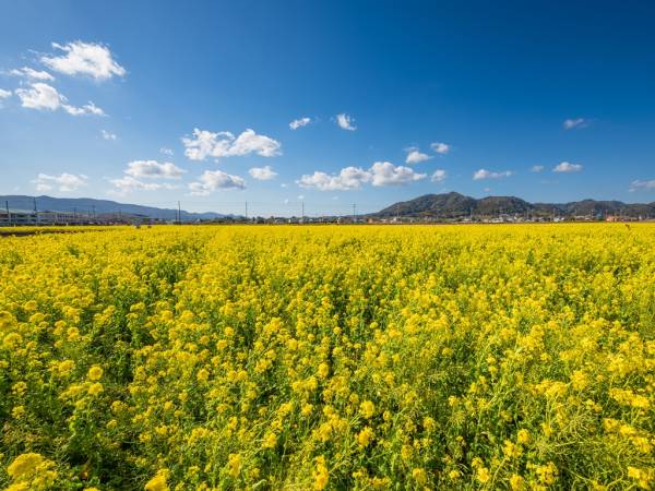 鴨川観光プラットフォーム